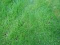 Green Grass